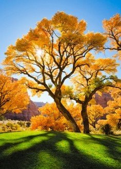 Diamond painting Autumn Tree AZ - 1166 Size: 40х50 - Hobby.lt 🇬🇧