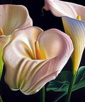 Diamond painting Beautiful Callas AZ - 1361 Size: 50х40 - Hobby.lt 🇬🇧