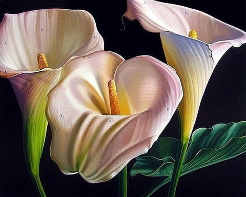 Diamond painting Beautiful Callas AZ - 1361 Size: 50х40 - Hobby.lt 🇬🇧