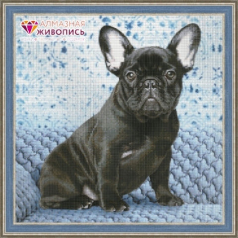 Diamond painting Bulldog AZ - 1459 Size: 40х40 - Hobby.lt 🇬🇧