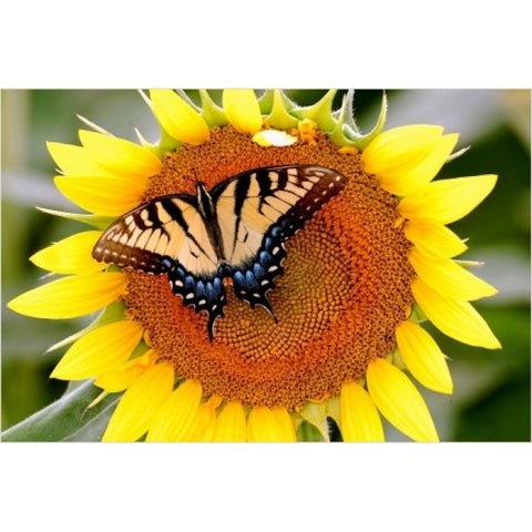 Diamond painting Butterfly on Sunflower AZ-1218 Size: 60х40