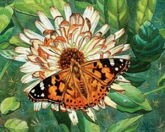 Diamond painting Butterfly on the Flower AZ-1205 Size: 50х40