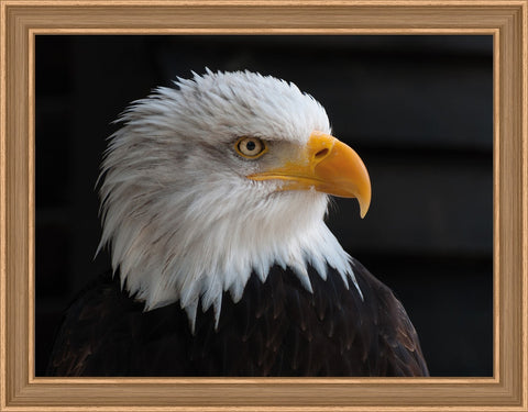 Diamond Painting Kit Bald Eagle AZ-1714 40_30cm