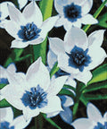 Diamond painting kit Blue Eye Tulips WD034 - Hobby.lt 🇬🇧