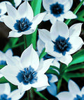 Diamond painting kit Blue Eye Tulips WD034 - Hobby.lt 🇬🇧