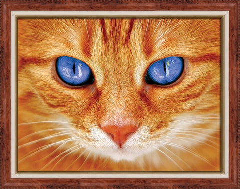 Diamond Painting Kit Blue - Eyed Cat AZ - 1716 40_30cm - Hobby.lt 🇬🇧