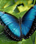 Diamond painting kit Blue Morpho WD055 - Hobby.lt 🇬🇧