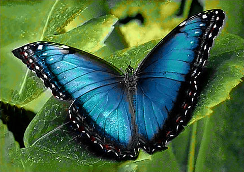 Diamond painting kit Blue Morpho WD055 - Hobby.lt 🇬🇧