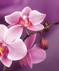 Diamond painting kit Branch of Orchids WD038 - Hobby.lt 🇬🇧