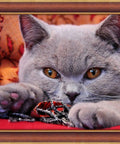 Diamond Painting Kit British Shorthair AZ - 1715 40_30cm - Hobby.lt 🇬🇧