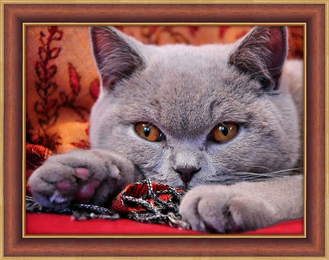 Diamond Painting Kit British Shorthair AZ - 1715 40_30cm - Hobby.lt 🇬🇧