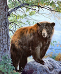 Diamond painting kit Brown Bear WD083 - Hobby.lt 🇬🇧