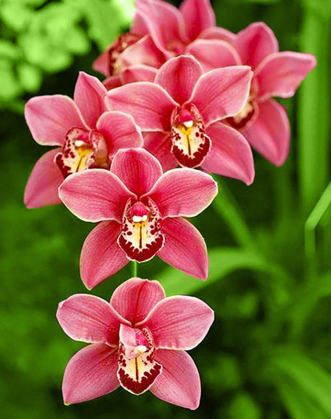 Diamond painting kit Cimbidium WD033 - Hobby.lt 🇬🇧