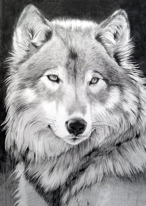 Diamond painting kit Grey Wolf WD086