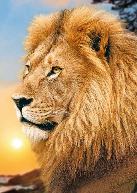 Diamond painting kit Lion King WD070 - Hobby.lt 🇬🇧