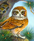 Diamond painting kit Owl and Owlets WD2494 - Hobby.lt 🇬🇧