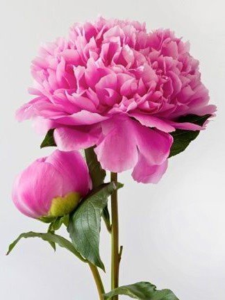 Diamond painting kit Pink Peony WD276 - Hobby.lt 🇬🇧