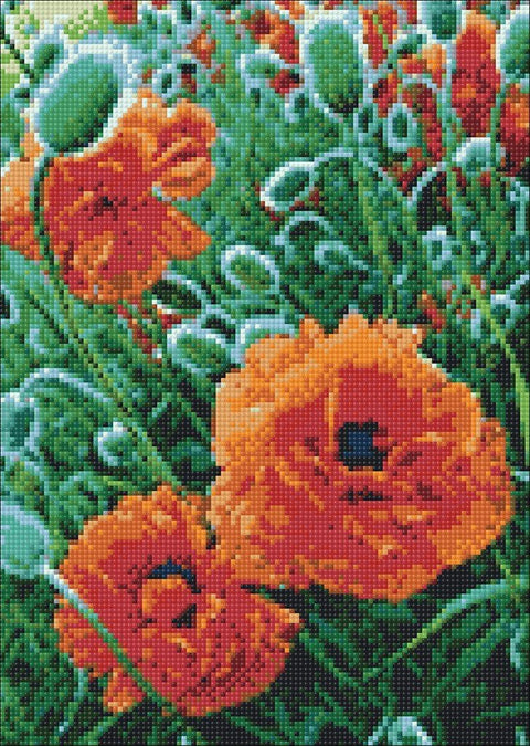 Diamond painting kit Poppie Field WD012 - Hobby.lt 🇬🇧