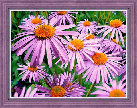 Diamond Painting Kit Purple Chamomiles AZ-1702 40x30cm