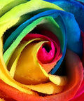 Diamond painting kit Rainbow Rose WD023 - Hobby.lt 🇬🇧