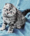 Diamond painting Kitten AZ - 1465 Size: 40х40 - Hobby.lt 🇬🇧