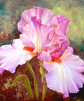 Diamond painting Pink Irises AZ - 1125 Size: 40х40 - Hobby.lt 🇬🇧