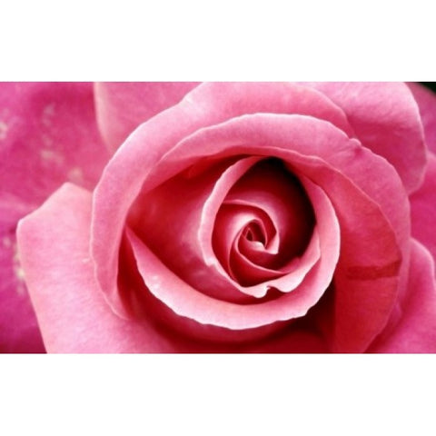 Diamond painting Pink Rose AZ-1202 Size: 40х25