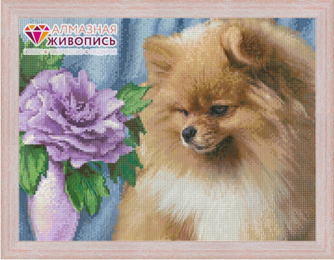 Diamond painting Pomeranian AZ-1461 Size: 40х30