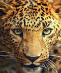 Diamond painting Portrait of the Leopard AZ - 1400 Size: 30х30 - Hobby.lt 🇬🇧