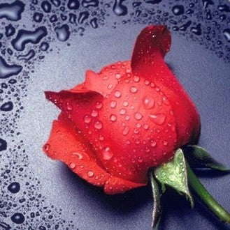 Diamond painting Red Rose AZ-14 Size: 22х24