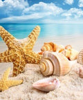 Diamond painting Sea Treasures AZ - 1093 Size: 40x35 - Hobby.lt 🇬🇧