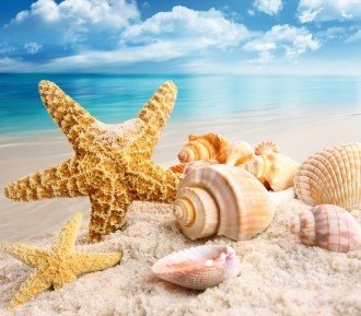 Diamond painting Sea Treasures AZ - 1093 Size: 40x35 - Hobby.lt 🇬🇧