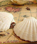 Diamond painting Seashells on the Map AZ - 1087 Size: 40x30 - Hobby.lt 🇬🇧