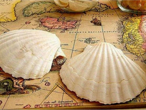 Diamond painting Seashells on the Map AZ-1087 Size: 40x30