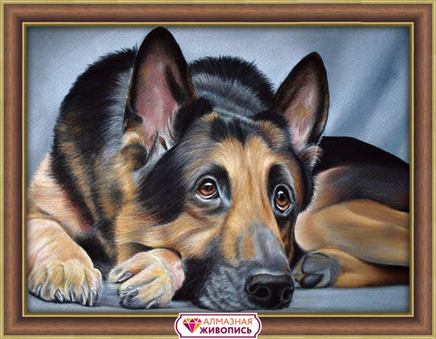 Diamond painting Sheepdog AZ-1418 Size: 40х30