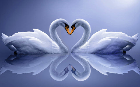 Diamond painting Swans AZ-210 Size: 50x80