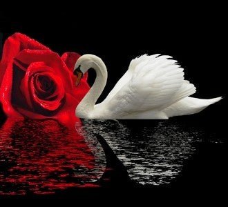 Diamond painting White Swan AZ - 422 Size: 50х55 - Hobby.lt 🇬🇧