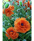Diamond Painting Kit Poppie Field WD012