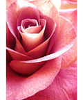 Diamond Painting Kit Pink Rose WD019