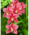 Diamond Painting Kit Cimbidium WD033