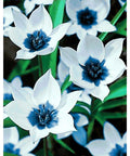 Diamond Painting Kit Blue Eye Tulips WD034