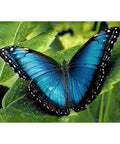 Diamond Painting Kit Blue Morpho WD055