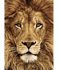Diamond Painting Kit Lion WD068