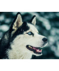 Diamond Painting Kit Northern Friend WD087