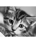 Diamond painting kit Black and White Cat WD213 - Hobby.lt