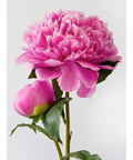 Diamond painting kit Pink Peony WD276 - Hobby.lt