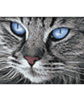 Blue-Eyed Cat 30x20 Diamond Painting Set CS2517