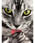 Kitten Diamond Painting Set CS2533