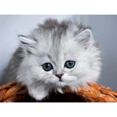 Diamond painting kit Little fluffy WD3001