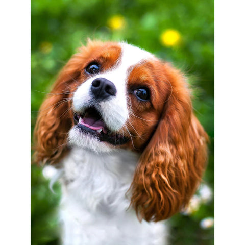 5D Diamond Painting Kit, Spaniel Dog Design, Multicolor, 30x40 cm, Wizardi Craft Set for Wall Decor and Framing